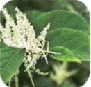 Resveratrol
